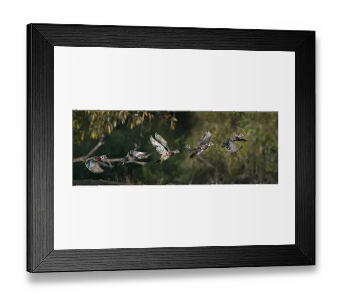 Framed Print : USA, Washington State. A male Wood Duck (Aix sponsa) flight sequence. Seattle