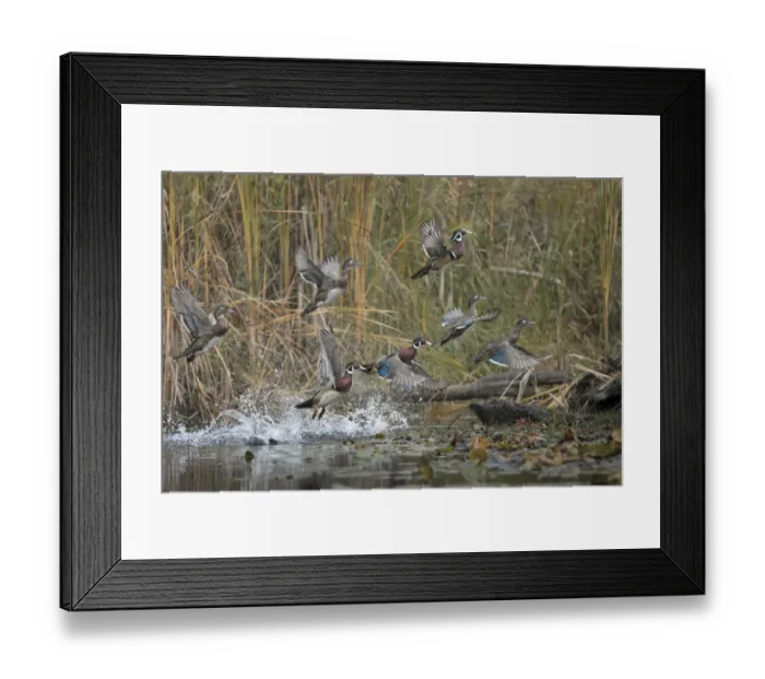 Framed Print : USA, Washington State. Wood Ducks (Aix sponsa) flock takes flight from a quiet pond Framed Print : USA, Washington State. Wood Ducks (Aix sponsa) flock takes flight from a quiet pond