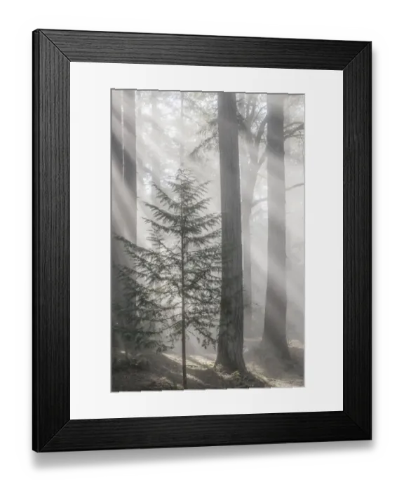 Framed Print : USA, Washington State, Seabeck. God rays and fog in forest Framed Print : USA, Washington State, Seabeck. God rays and fog in forest