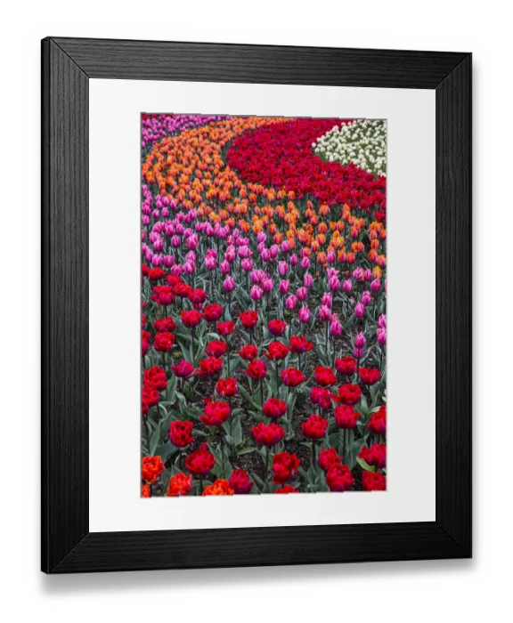 Framed Print : Mount Vernon, Washington State, multi-colored tulips in a curvy pattern