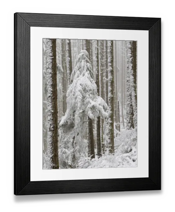 Framed Print : USA, Washington State. Tiger Mountain, snow covered trees Framed Print : USA, Washington State. Tiger Mountain, snow covered trees