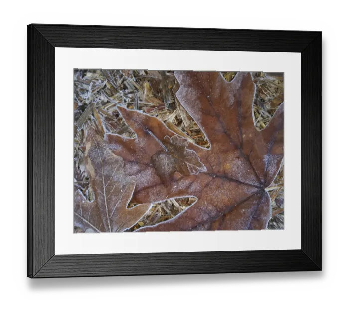Framed Print : USA, Washington State. Central Cascades, Frosty Leaves Framed Print : USA, Washington State. Central Cascades, Frosty Leaves
