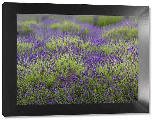 Bremerton, Washington State, lavender garden