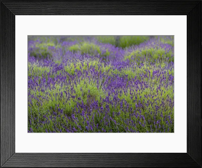 Framed Print : Bremerton, Washington State, lavender garden