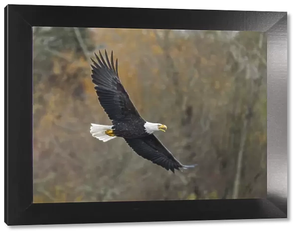 USA, Washington State. Bald Eagle (Haliaeetus leucocephalus