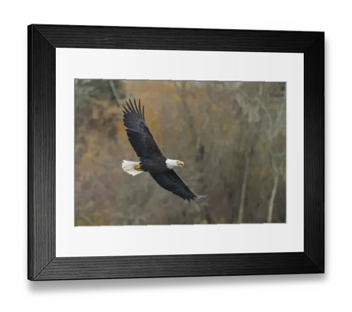 Framed Print : USA, Washington State. Bald Eagle (Haliaeetus leucocephalus Framed Print : USA, Washington State. Bald Eagle (Haliaeetus leucocephalus