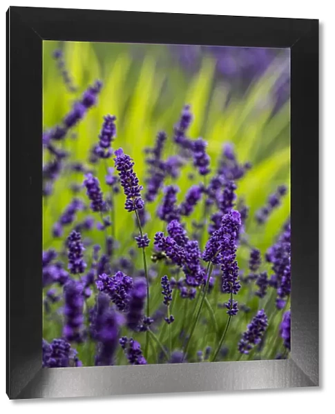 Sequim, Washington State, lavender field blooms