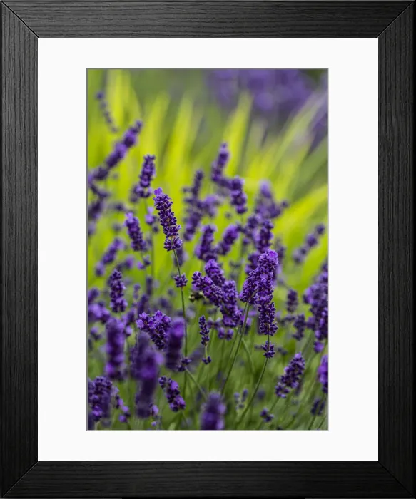 Framed Print : Sequim, Washington State, lavender field blooms Framed Print : Sequim, Washington State, lavender field blooms