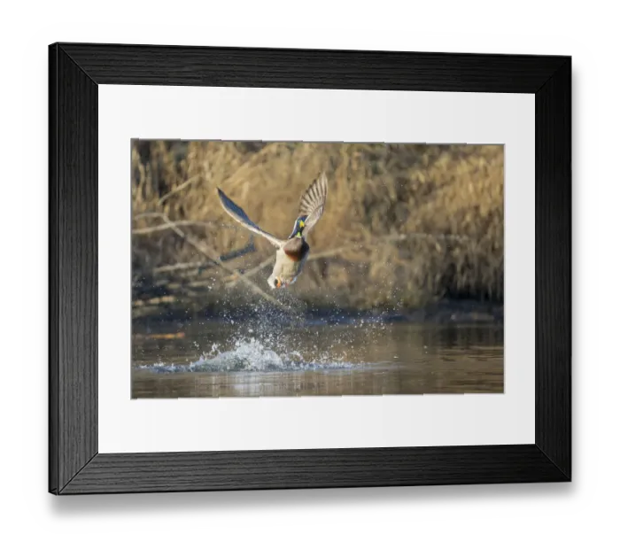 Framed Print : USA, Washington State. Male Mallard (Anas platyrhynchos Framed Print : USA, Washington State. Male Mallard (Anas platyrhynchos