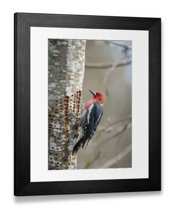 Framed Print : USA, Washington State. A Red-breasted Sapsucker (Sphyrapicus ruber