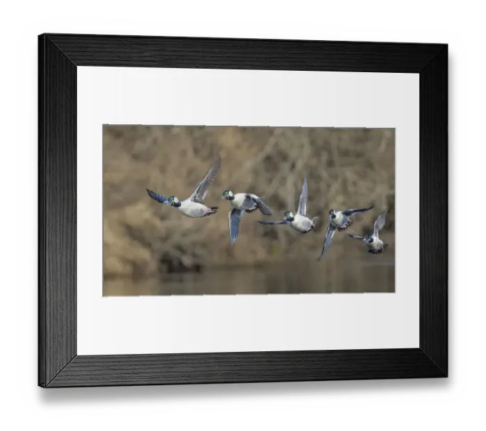 Framed Print : USA, Washington State. Composite image of a male Bufflehead (Bucephala albeola