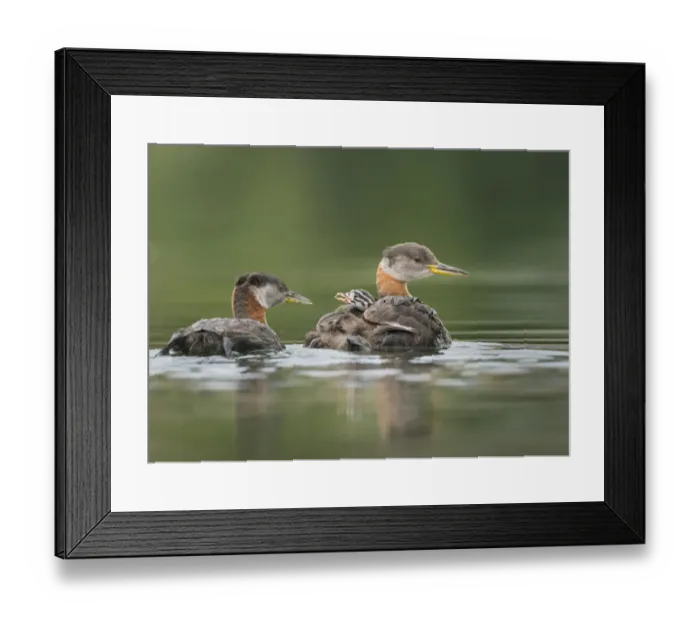 Framed Print : USA, Washington State. A Red-necked Grebe (Podiceps grisegena Framed Print : USA, Washington State. A Red-necked Grebe (Podiceps grisegena