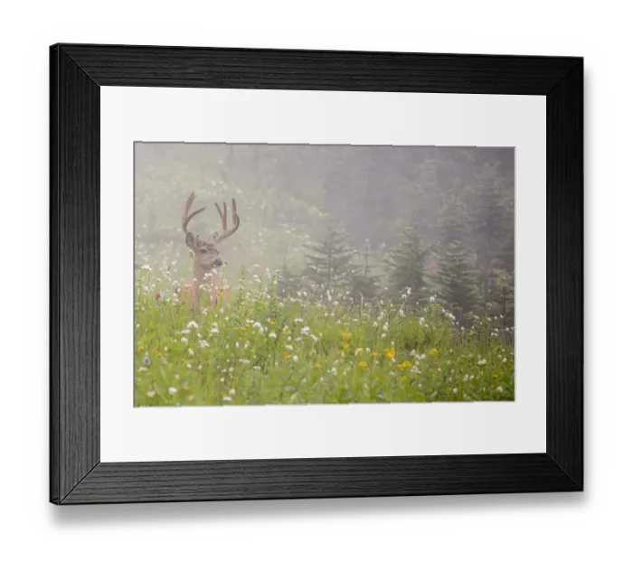 Framed Print : WA, Mount Rainier National Park, Black-tailed deer buck in wildflower meadow
