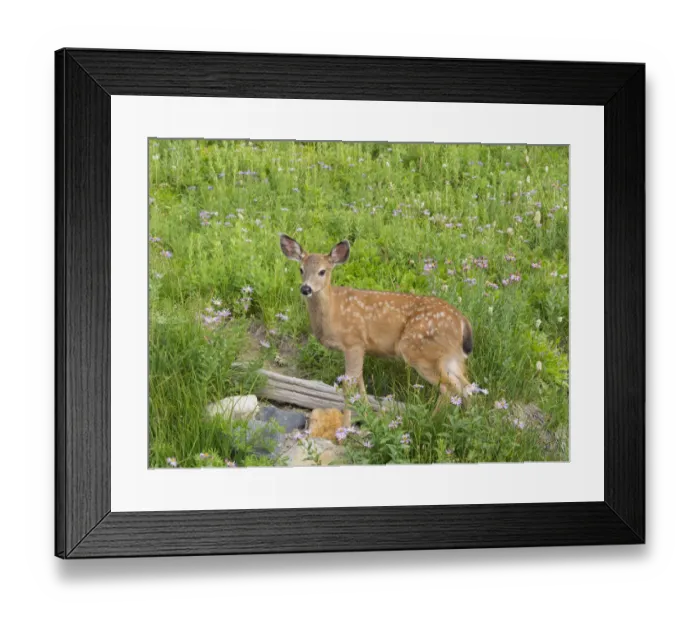Framed Print : WA, Mount Rainier National Park, Black-tailed deer, fawn, Odocoileus hemionus Framed Print : WA, Mount Rainier National Park, Black-tailed deer, fawn, Odocoileus hemionus