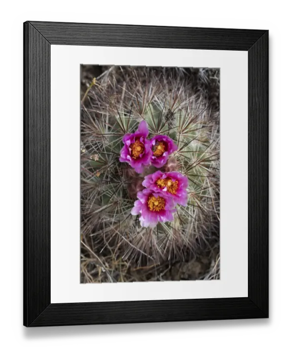 Framed Print : USA, Washington State. Simpsons Hedgehog Cactus (Pediocactus simpsonii Framed Print : USA, Washington State. Simpsons Hedgehog Cactus (Pediocactus simpsonii