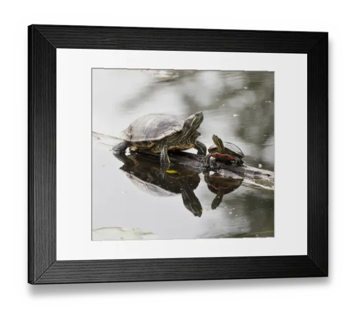 Framed Print : Washington State, Lake Washington. Painted turtles on log