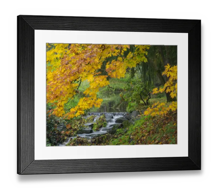 Framed Print : WA, Redmond, Stream and Autumn color Framed Print : WA, Redmond, Stream and Autumn color