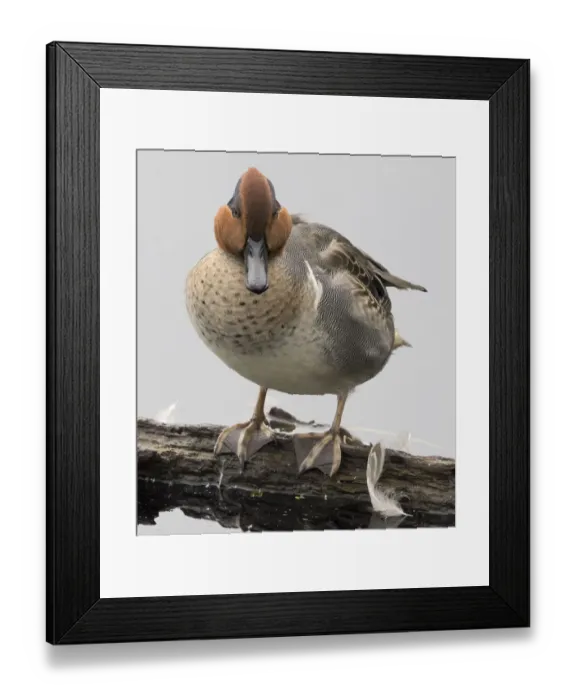 Framed Print : WA, Juanita Bay Wetland, Green-winged Teal (Anas crecca), male