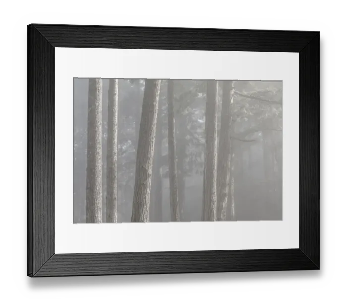 Framed Print : USA, Washington State, Seabeck. Forest fog in Scenic Beach State Park