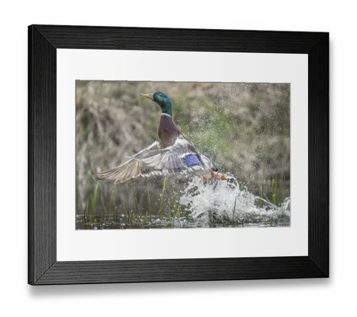 Framed Print : USA, Washington State. Male Mallard (Anas platyrhynchos