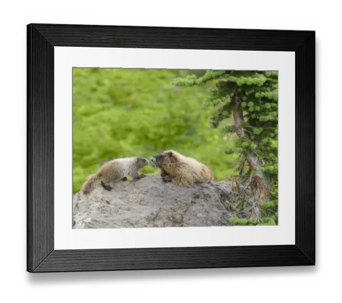 Framed Print : WA, Mount Rainier National Park, Hoary Marmot (Marmota caligata), mother and baby Framed Print : WA, Mount Rainier National Park, Hoary Marmot (Marmota caligata), mother and baby