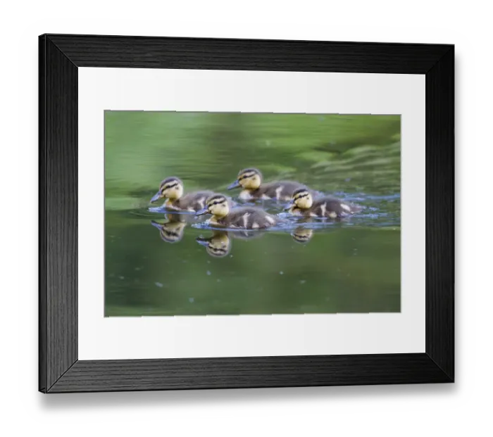 Framed Print : WA, Mercer Slough, Wood Duck ducklings (Aix Sponsa)