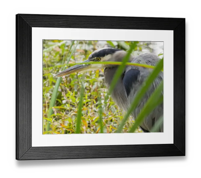 Framed Print : WA, Juanita Bay Wetland, Great Blue Heron (Ardea herodias) Framed Print : WA, Juanita Bay Wetland, Great Blue Heron (Ardea herodias)