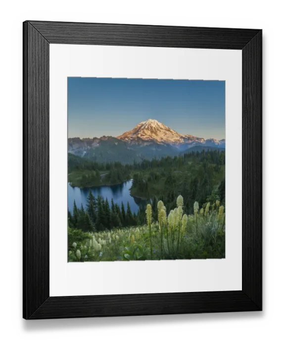 Framed Print : USA, Washington State. Beargrass (Xerophyllum tenax) wildflowers from the flank of Tolmie Framed Print : USA, Washington State. Beargrass (Xerophyllum tenax) wildflowers from the flank of Tolmie