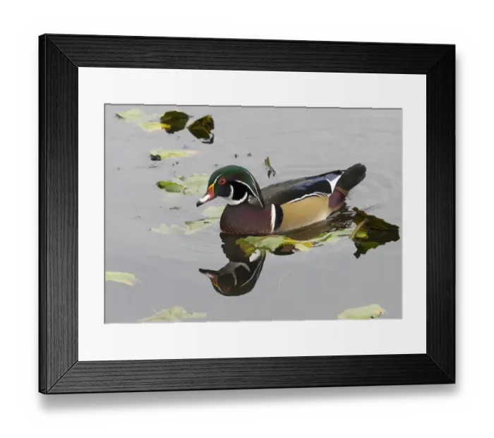 Framed Print : WA, Juanita Bay Wetland, Wood Duck, male (Aix sponsa)