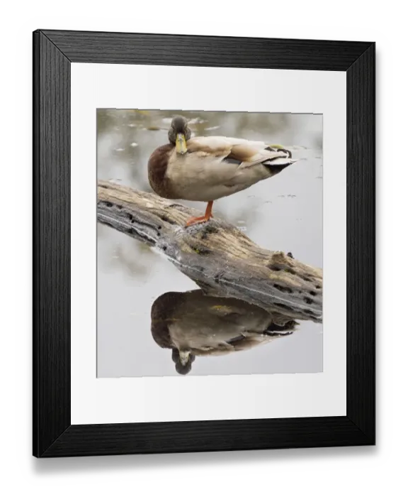 Framed Print : WA, Juanita Bay Wetland, Mallard Duck ( Anas Platyrhynchos), male Framed Print : WA, Juanita Bay Wetland, Mallard Duck ( Anas Platyrhynchos), male