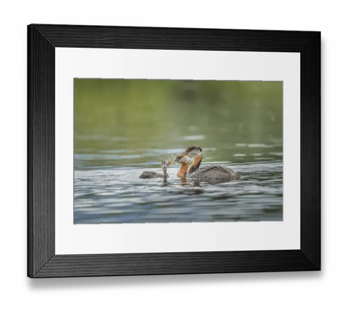 Framed Print : USA, Washington State. A Red-necked Grebe (Podiceps grisegena Framed Print : USA, Washington State. A Red-necked Grebe (Podiceps grisegena