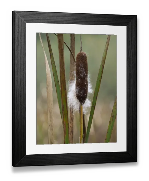 Framed Print : WA, Juanita Bay Wetland, Cattail Framed Print : WA, Juanita Bay Wetland, Cattail