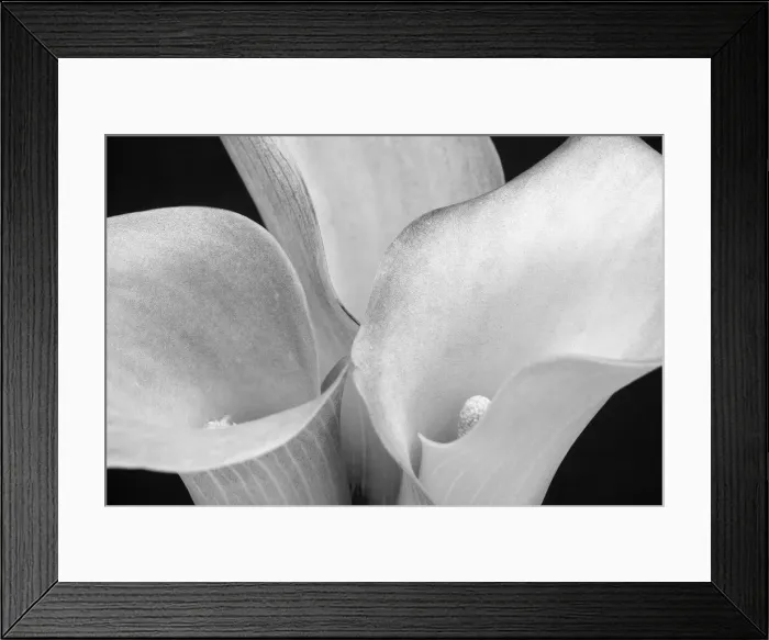 Framed Print : WA, Redmond, Calla Lilies