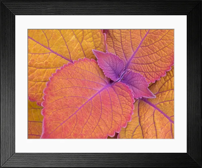 Framed Print : WA, Redmond, Coleus Plant, Leaf Design Framed Print : WA, Redmond, Coleus Plant, Leaf Design