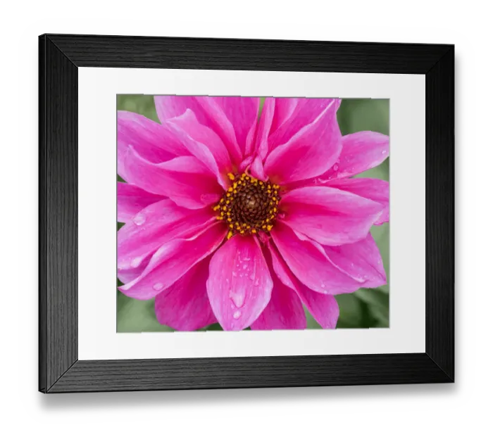 Framed Print : WA, Redmond, Daisy