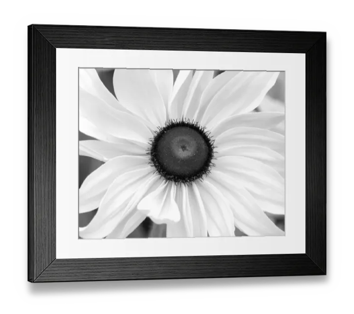 Framed Print : WA, Redmond, Black Eyed Susan Framed Print : WA, Redmond, Black Eyed Susan
