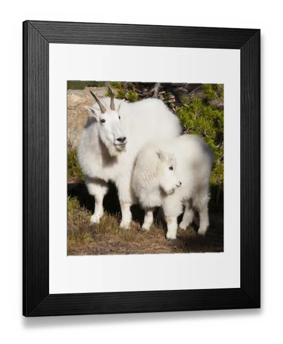 Framed Print : WA, Alpine Lakes Wilderness, mountain goats, nanny and kid Framed Print : WA, Alpine Lakes Wilderness, mountain goats, nanny and kid