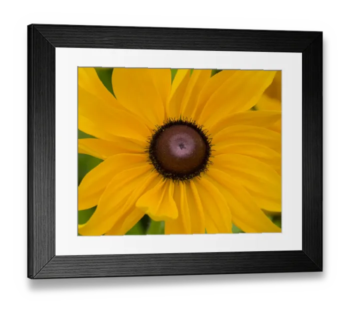 Framed Print : WA, Redmond, Black Eyed Susan Framed Print : WA, Redmond, Black Eyed Susan