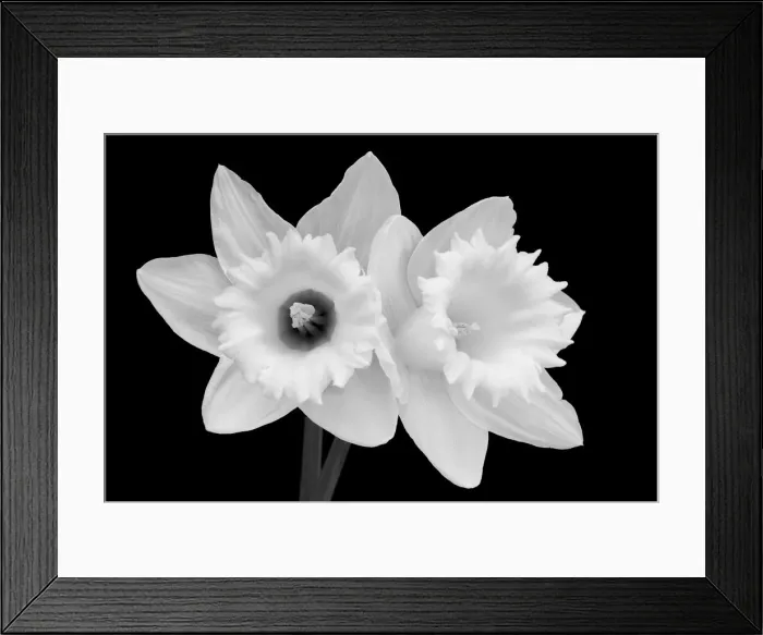 Framed Print : WA, Redmond, Daffodils Framed Print : WA, Redmond, Daffodils