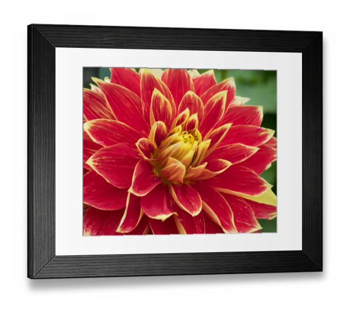Framed Print : WA, Redmond, Dahlia Framed Print : WA, Redmond, Dahlia