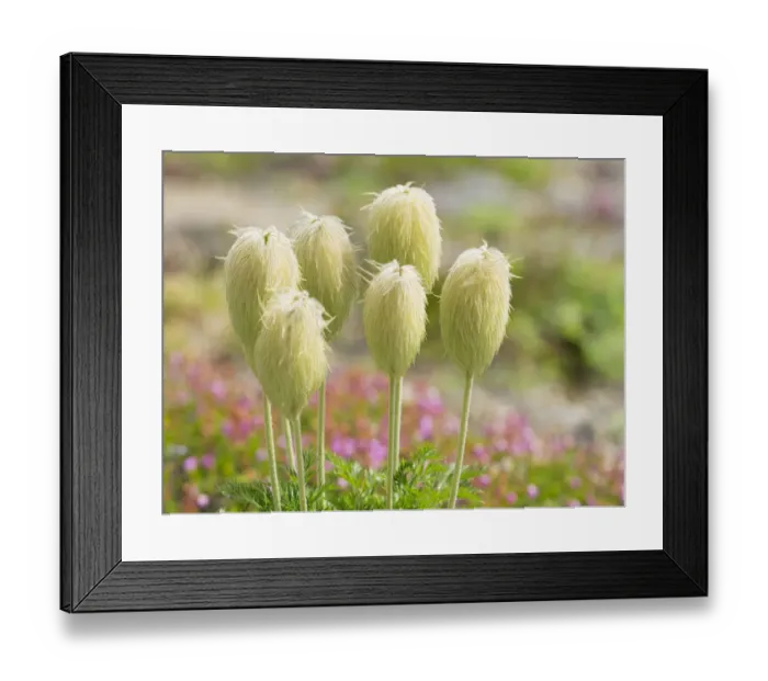 Framed Print : WA, Mount Rainier National Park, Pasqueflower seed head (Anemone occidentalis) Framed Print : WA, Mount Rainier National Park, Pasqueflower seed head (Anemone occidentalis)