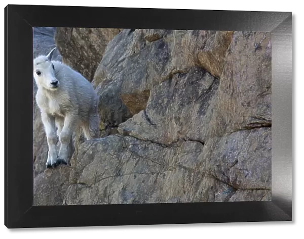 WA, Alpine Lakes Wilderness, Ingalls Lake area, Kid (baby) goat on cliff