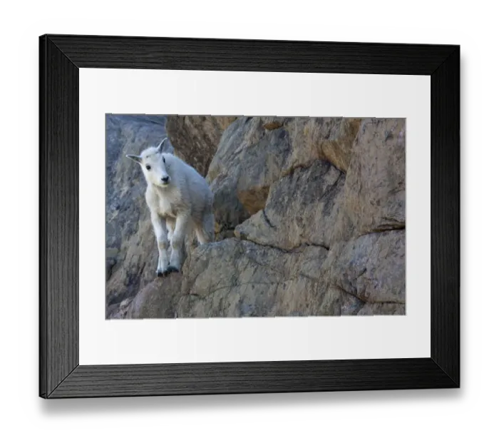 Framed Print : WA, Alpine Lakes Wilderness, Ingalls Lake area, Kid (baby) goat on cliff Framed Print : WA, Alpine Lakes Wilderness, Ingalls Lake area, Kid (baby) goat on cliff