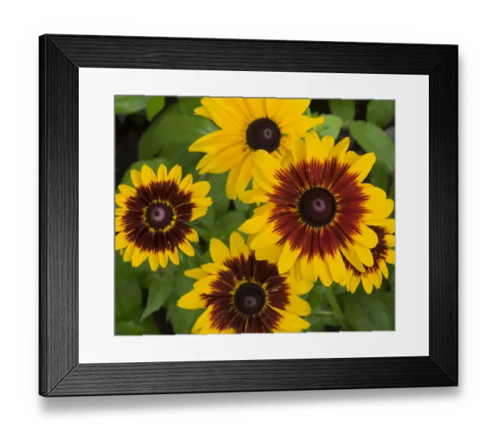 Framed Print : WA, Redmond, Gloriosa Daisy Framed Print : WA, Redmond, Gloriosa Daisy