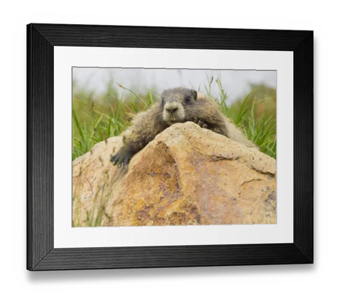 Framed Print : WA, Mount Rainier National Park, Hoary Marmot (Marmota caligata) Framed Print : WA, Mount Rainier National Park, Hoary Marmot (Marmota caligata)