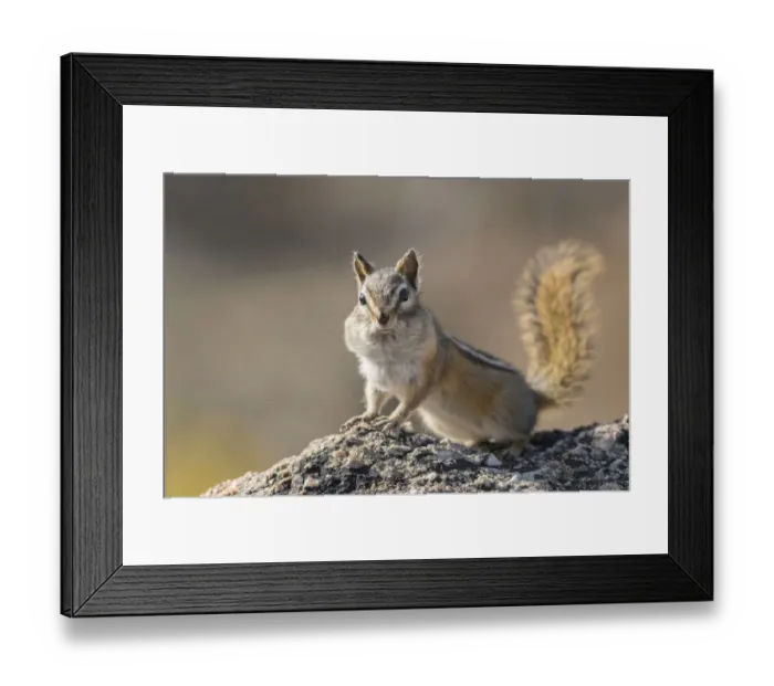 Framed Print : USA, Washington State. Least Chipmunk (Tamias minimus) pauses from gathering seeds Framed Print : USA, Washington State. Least Chipmunk (Tamias minimus) pauses from gathering seeds