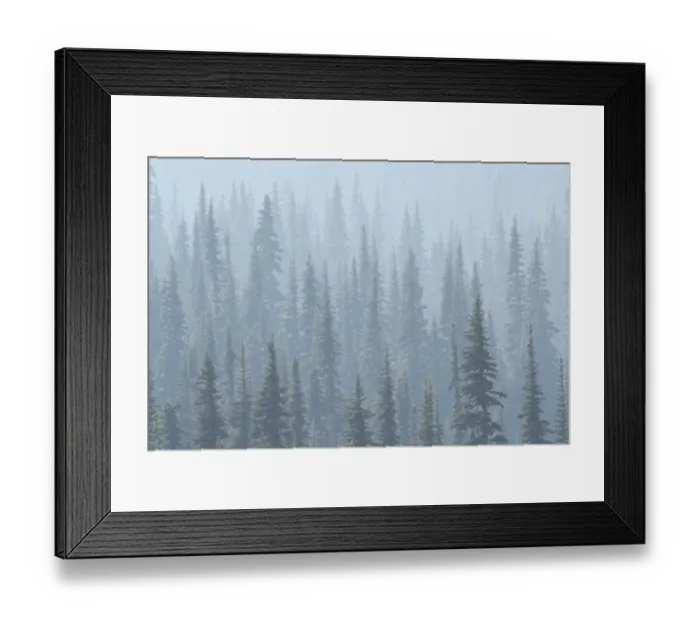Framed Print : USA. Mt. Rainier National Park. Smoke from Washington State fires drifts through conifers Framed Print : USA. Mt. Rainier National Park. Smoke from Washington State fires drifts through conifers