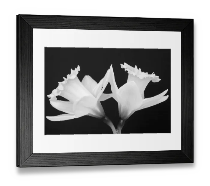 Framed Print : WA, Redmond, Daffodils