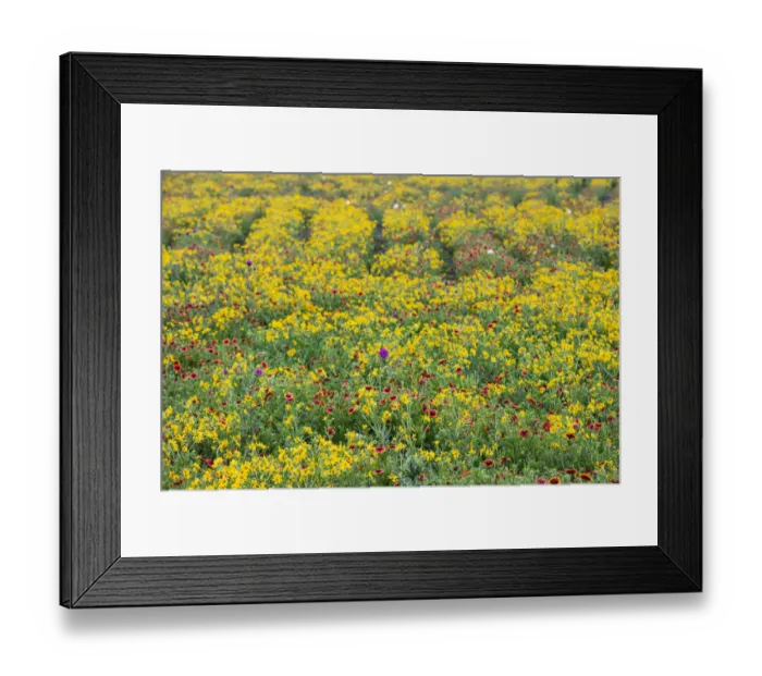 Framed Print : Texas Wildflowers