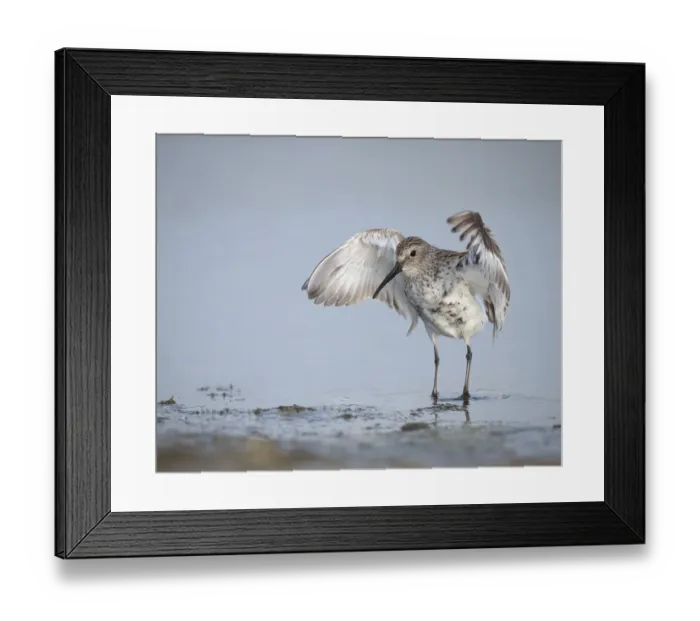 Framed Print : Dunlin, Calidris alpina, (Juvenile) Bolivar Flats, Texas